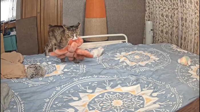 タコのぬいぐるみを運ぶ猫