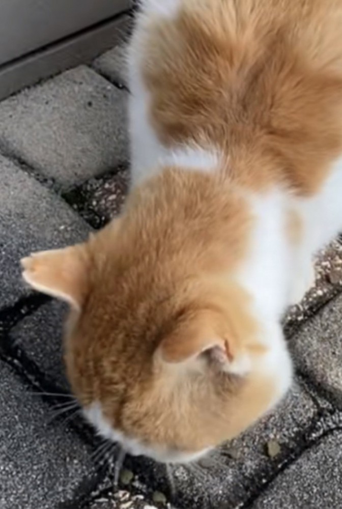 投稿主さんにもらったキャットフードを食べる茶白猫