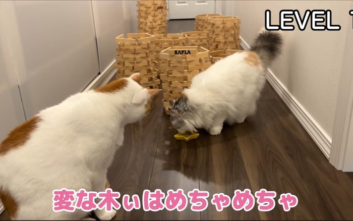 独り占めする猫