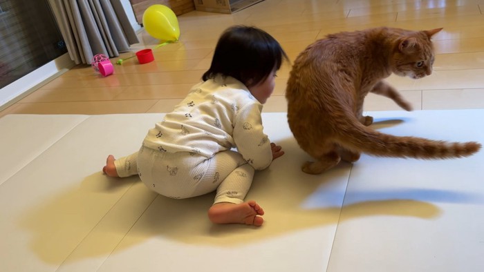 どこかに行く猫