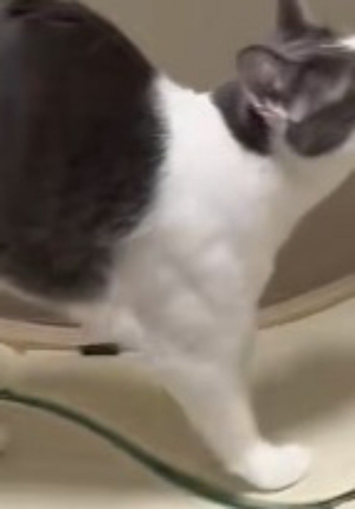 筋肉の形がはっきりと見えている猫の肩