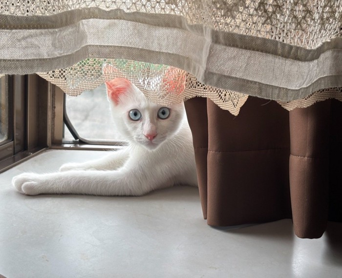 カーテン越しに見つめる白猫