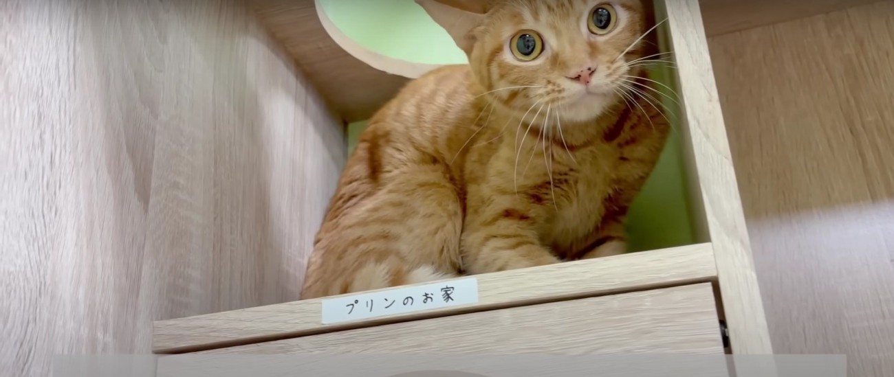 棚の中の猫