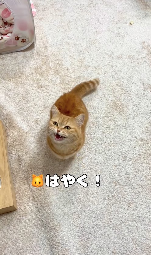 飼い主を見上げて鳴いている猫「はやく！」