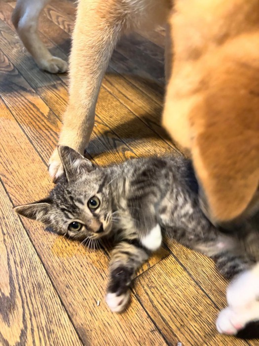 犬と遊ぶ子猫