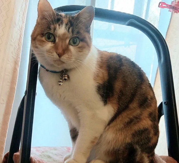 成長したチビちゃん