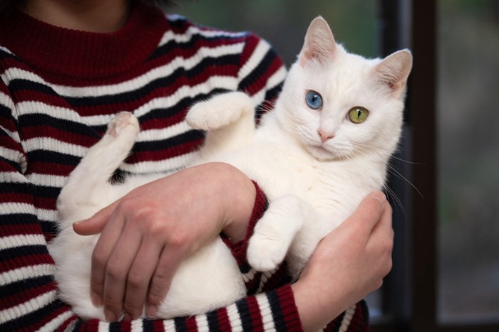 飼い主に抱かれている白い猫 