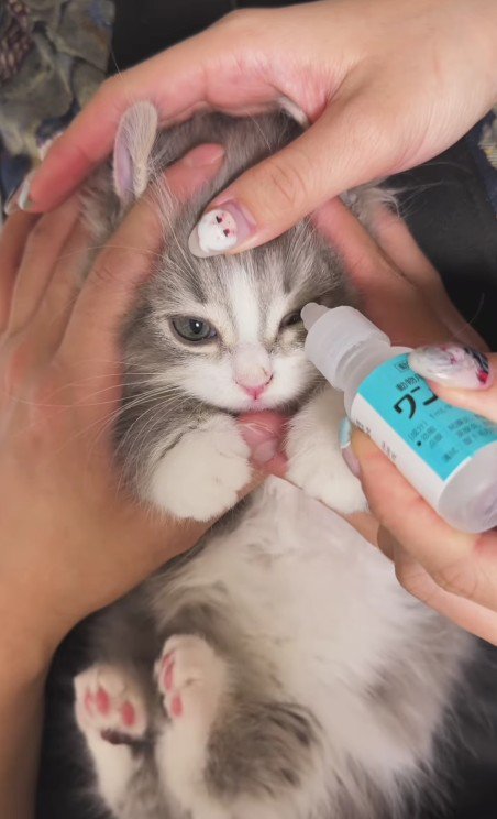 目薬を差される猫