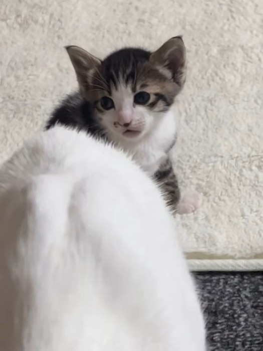 不思議そうな表情の子猫