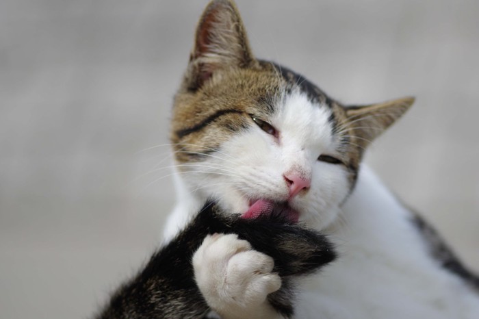 幸せそうにしっぽを毛づくろいする猫