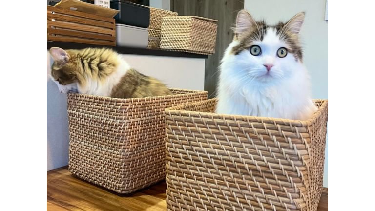 バスケットに入っている猫たち
