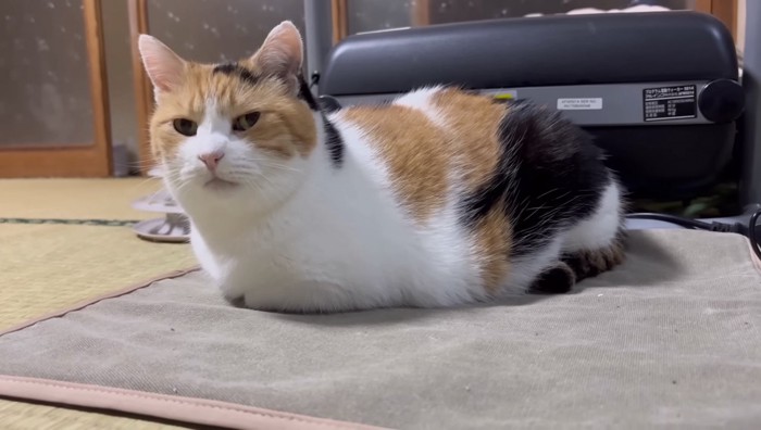 ミケの正面写真