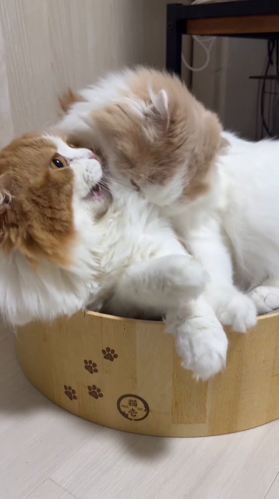 クリーム色の猫をふり返る茶色い猫