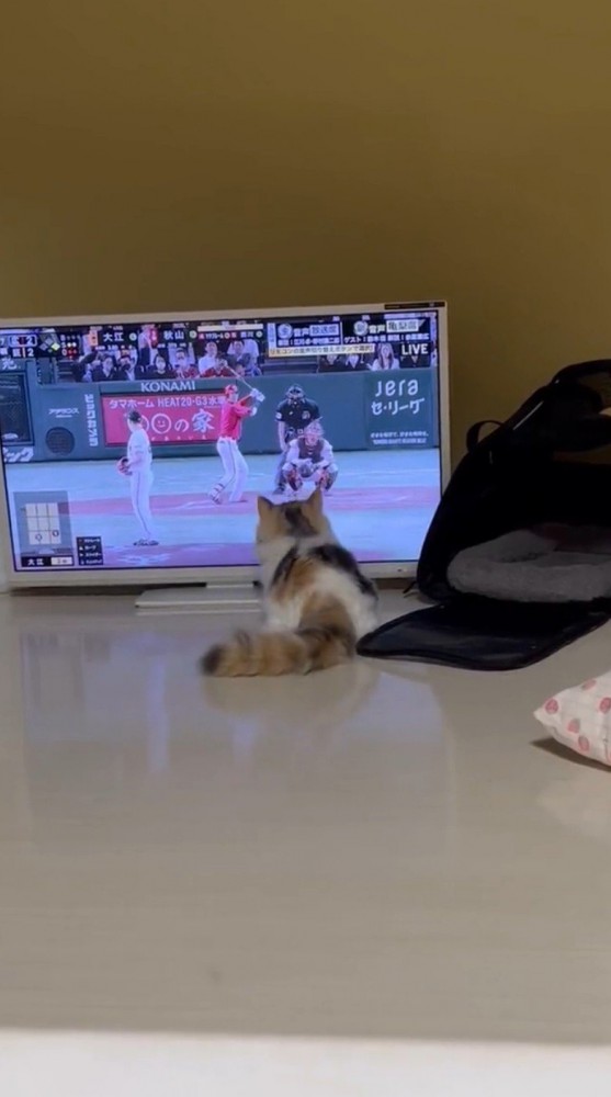 テレビ前でしっぽをふる猫