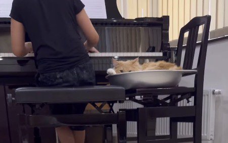 ピアノを弾く家族の隣でくつろぐクリーム色の猫