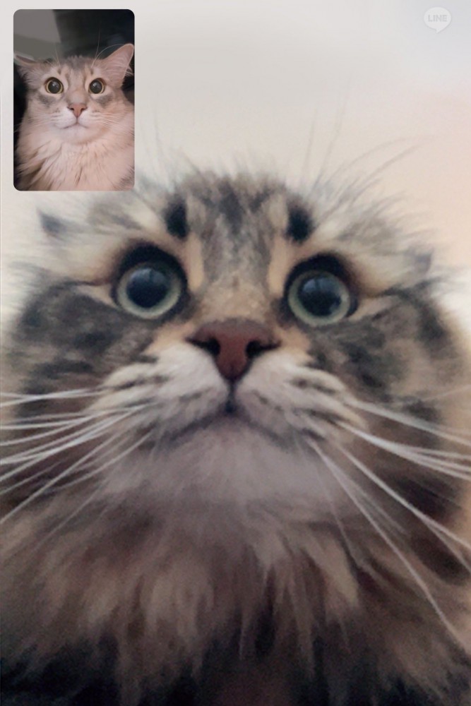 ビデオ通話に写るサイベリアンとソマリ（2匹とも正面向き）