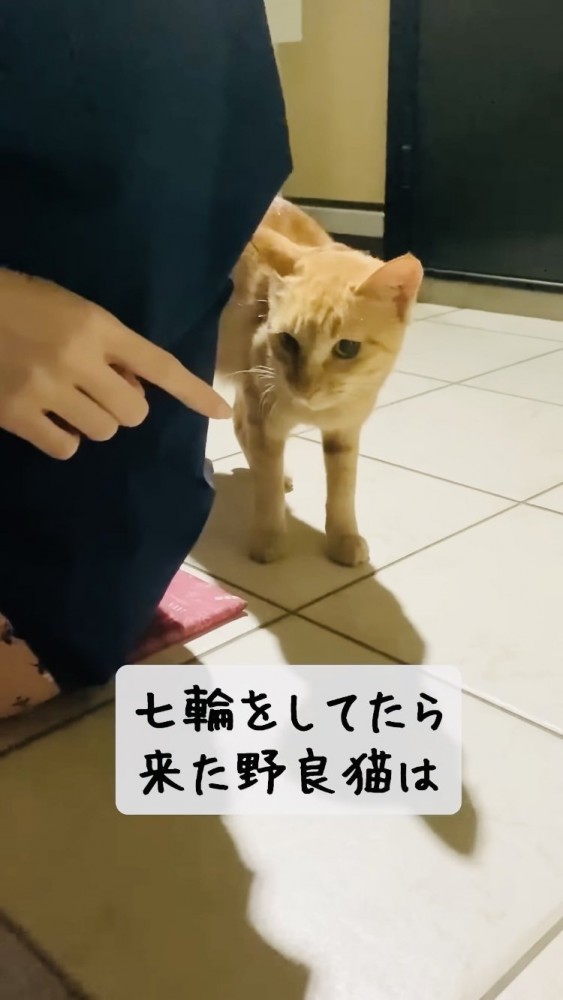 ママのもとに来て鳴く子猫
