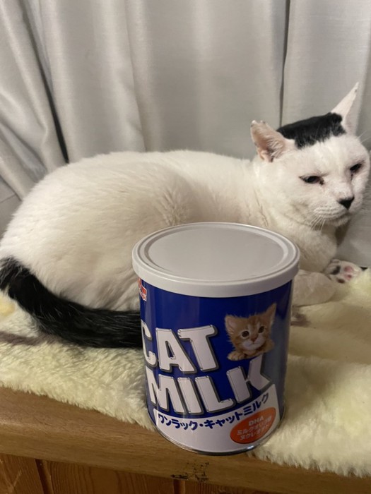 ミルク缶の後ろに座る猫