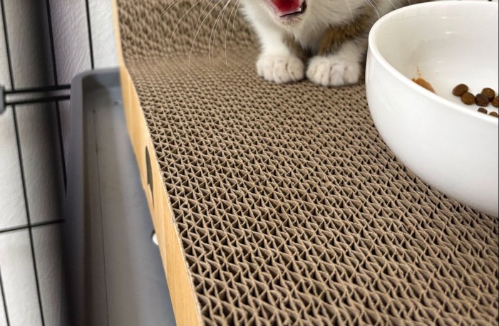 子猫の足元