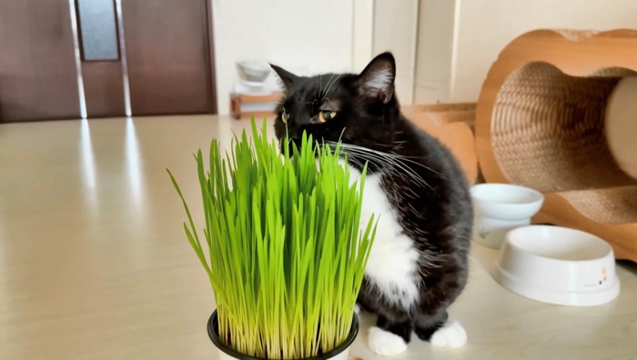 猫草の後ろから匂いを嗅ぐミヌエット