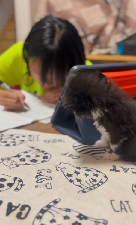 勉強中の女の子を見ている子猫