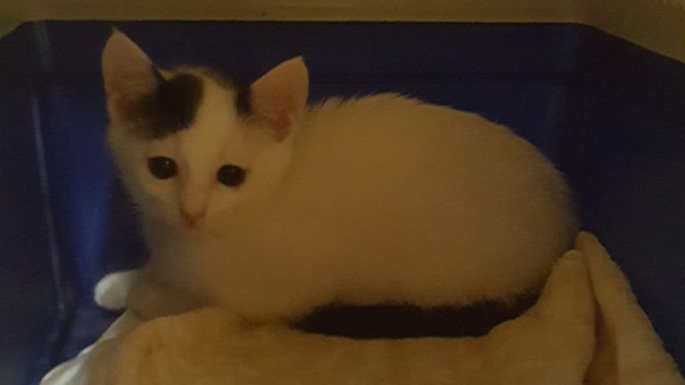 キャリーケースに入っている子猫