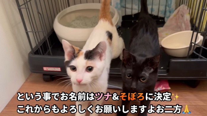 テロップ「という事で～」