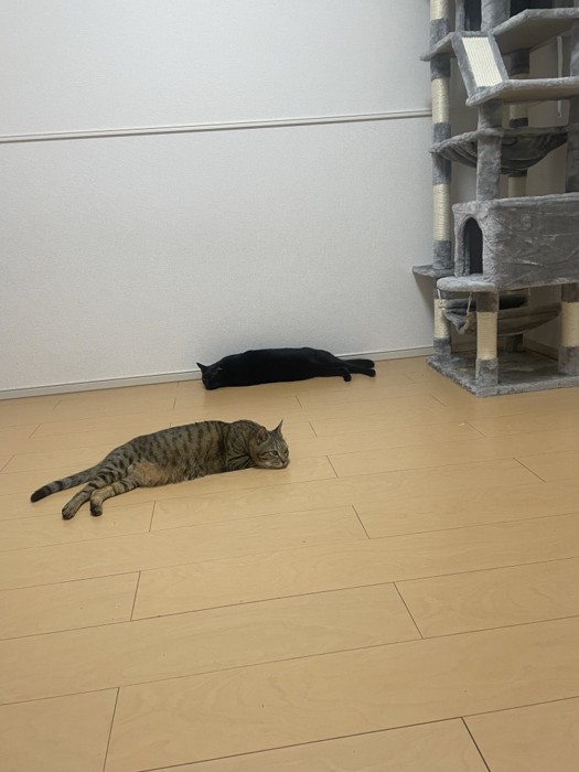 キャットタワーのそばで寝転がる2匹の猫