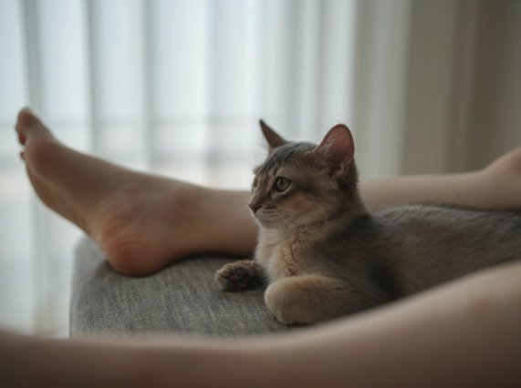 飼い主の足の間でくつろぐ子猫