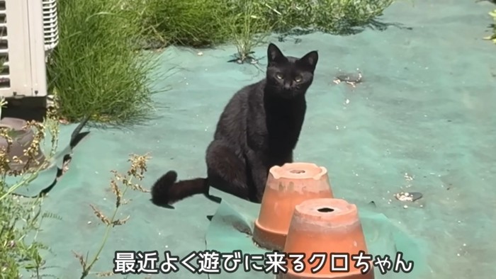 「最近よく遊びに来るクロちゃん」