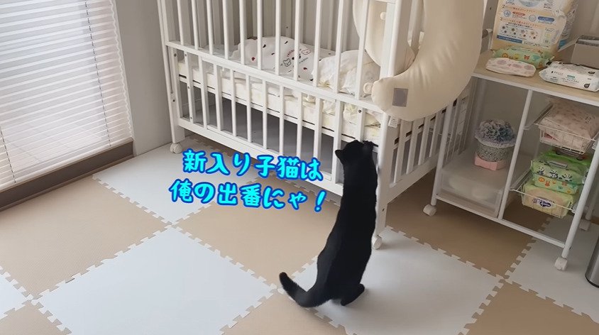 立ち上がる猫