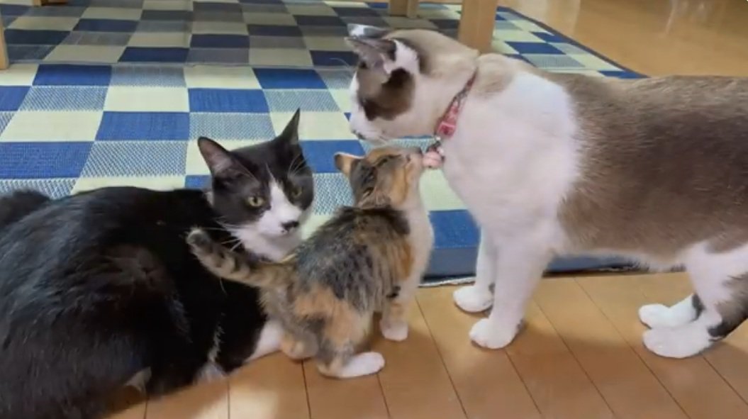 先住猫2匹のそばに立っている子猫