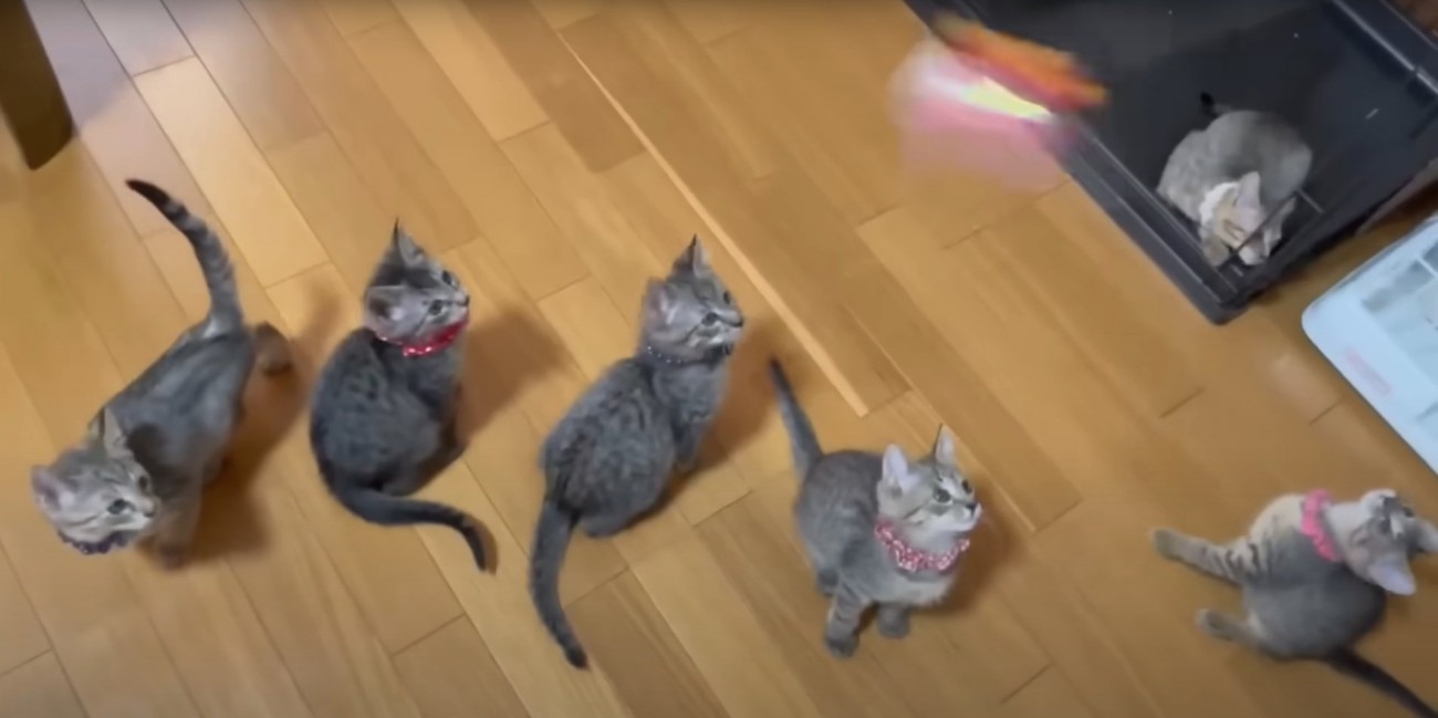 上を向く猫たち