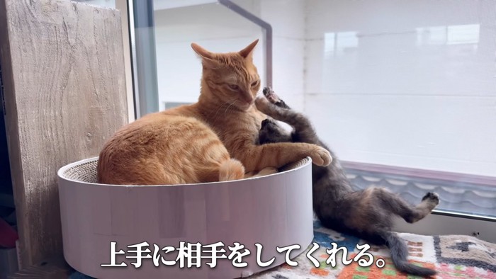 成猫にじゃれる子猫