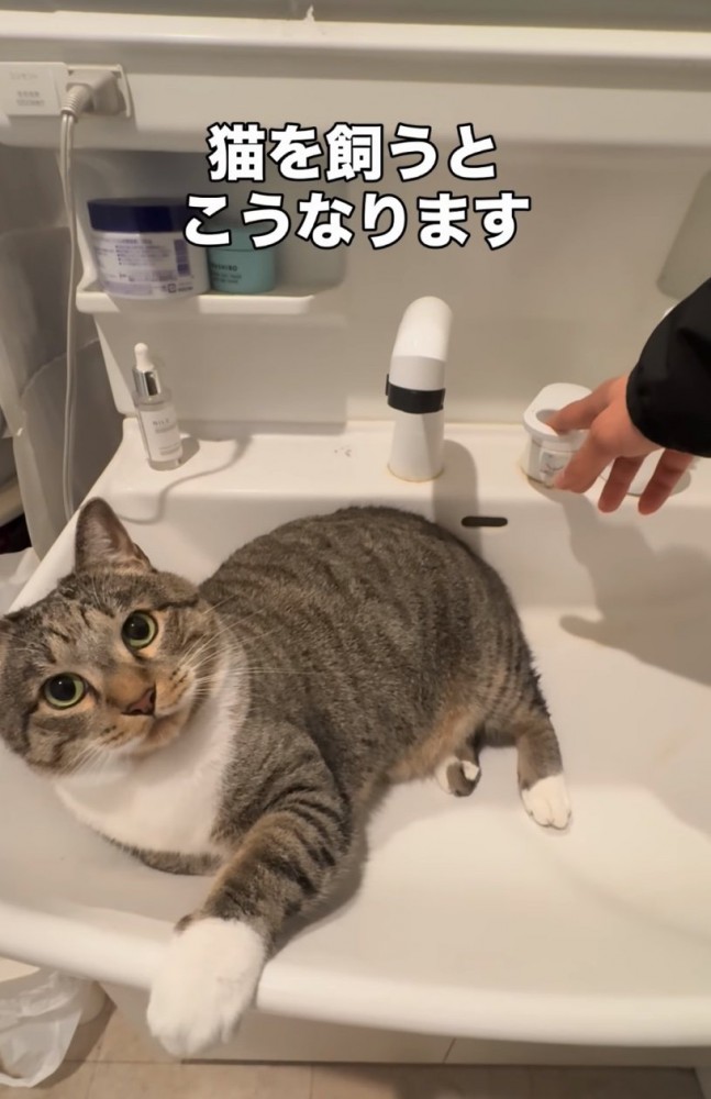 洗面台に横になる猫