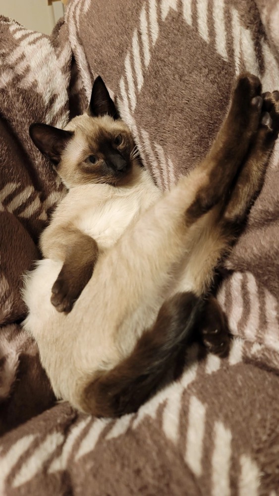 脚を伸ばすモコロちゃん