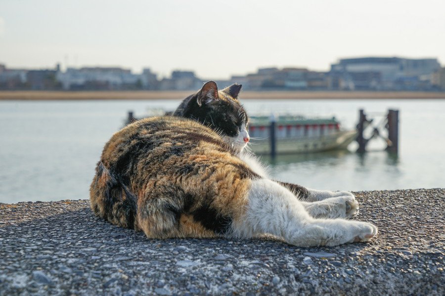 港で休む三毛猫