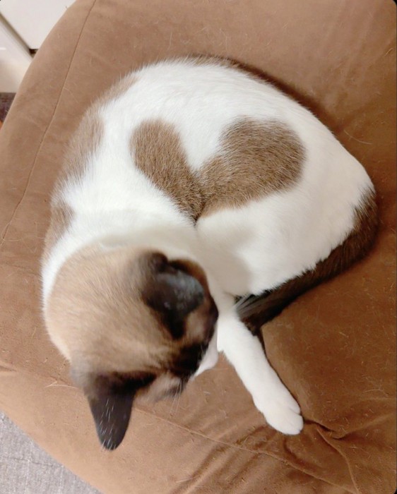 左手を出して丸くなる猫