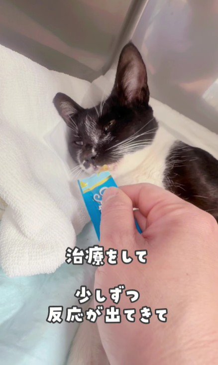 おやつを食べる白黒猫
