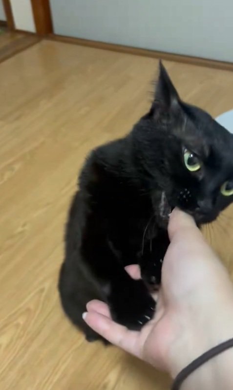 怒る猫