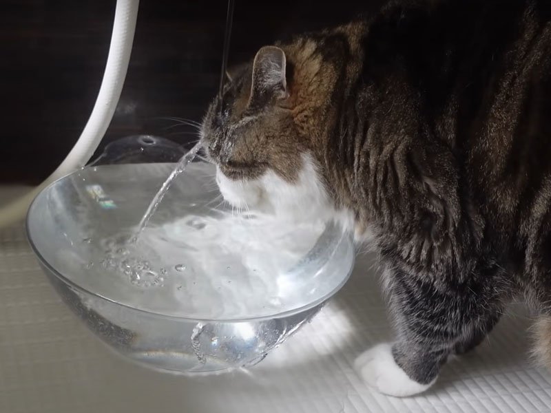 水をかぶる猫