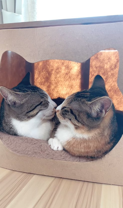 猫ハウスの中で顔をくっつけて寝ている2匹の猫