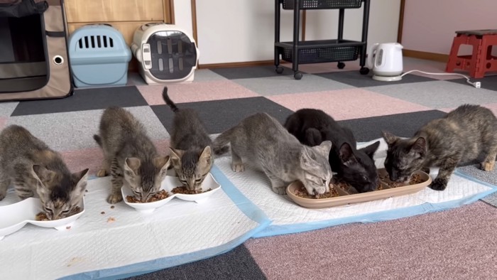 並んでご飯を食べる猫の写真