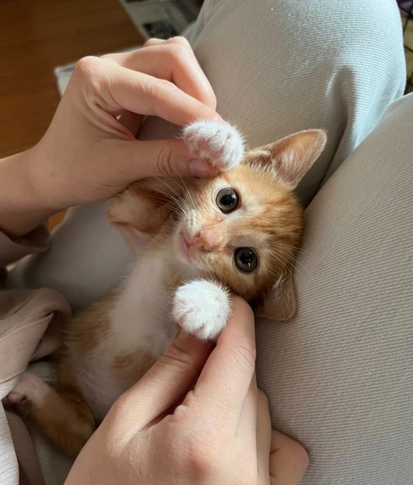 膝の上で戯れる子猫