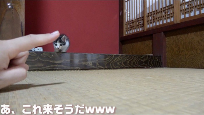 投稿者の指を遠くから見つめる子猫