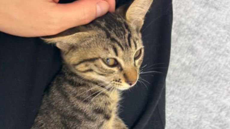 膝に乗っている子猫