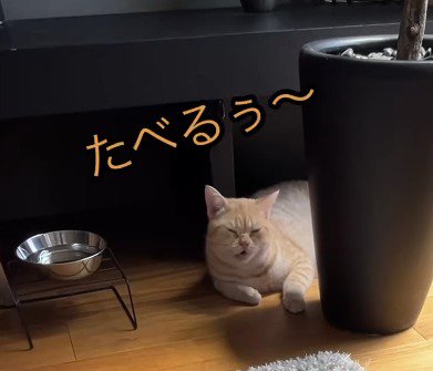 飼い主に返事をする猫
