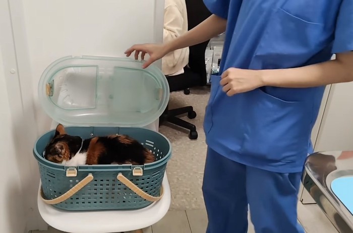 再び体を丸め込む猫