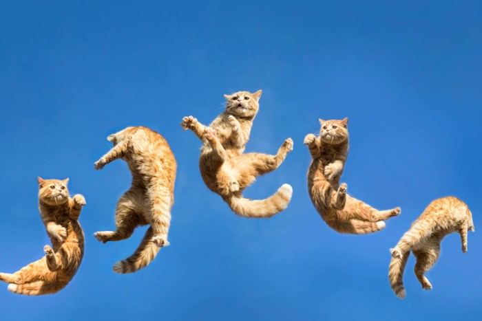 飛びながら体をひねる猫の連続写真