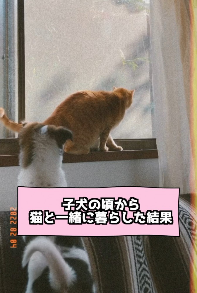 窓際にいる猫を見る犬